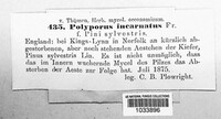 Polyporus incarnatus image